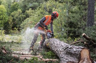 Chainsaw 550 XP 545 Mark II - Action image