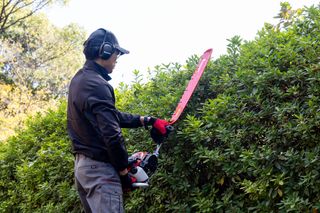 A person using a hedge trimmer to trim a hedge in a garden.